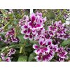 Cuphea Sweet Talk Lavender Splash Pan American Seed 769x576