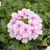 Verbena Vectura Soft Pink Eye 630x630 proportionalsmallest