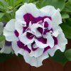Petunia Tumbelina Bella 0010670 47704