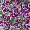 Petunia Tumbelina Bella 0010670 2 28070