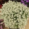 Lobularia Easy Breezy White Calif 2018