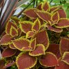 51201624 Coleus Trusty Rusty 02 Ball Colegrave 2048x