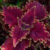 Coleus Sunfighter Compact Vulcan FNP0202