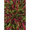 Coleus blumei Flame Thrower Spitfire 41586 1