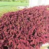Coleus Flamethrower Salsa Roja Ball 2020