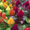 CELOSIA KIMONO MIX COCKSCOMB GC CELKM 01 1024x1024