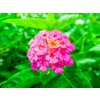 pngtree yellow magenta lantana with water droplets bloom ornamental complexion photo image 31188756