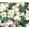 Begonia Wax White Seeds Begonia Semperflorens 36351