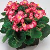 waterbegonia Begonia semperflorens Quick F1 Bicolour