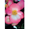 Begonia semperflorens New Globe F1 Ducolour 10599 6