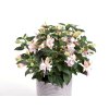 fuchsia sunalejandro 3
