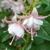 fuchsia sunalejandro1 2