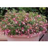 36134 fuchsia patio princess i35838