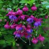 fuchsia ringwood market 7224 p