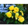 Begonia tuberhybrida GOEarly F1 Yellow©Florensis 3 1024x741