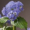 11443 ageratum city blue 128 i39482