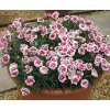 Dianthus Dinamic Purple - White