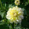 Dahlia Imagine Midi Lemon Ice 