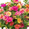 calibrachoa parviflora chameleon double pink yellow 32427 6