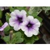 Petunia Sanguna Patio Blue Vein P9 biala z zylkowaniem kwiaty na balkon