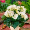 Begonia Sunbrero Clara FNP0603