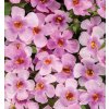 Bacopa Yakima Giga Rose