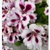 Pelargonium Grandiflorum Aristo® Purple Stripes 2