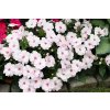 Impatiens New Guinea SunPatiens® Vigorous Sweetheart©Florensis 2