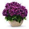 Pelargonium grandiflorum Aristo Black Beauty© pac Hoehler 1. 1024x959