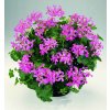 Pelargonium Peltatum Classic Single Ville de Paris Lilac© Dümmen Orange 1 949x1024