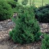 Chamaecyparis obtusa Chabo yadori 16003405 cr 500x500