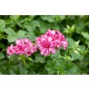 pelargonium mexica amy 2