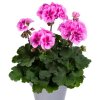 pelargonium bellinda 2