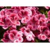 pelargonium candyflowerspinkwitheye 3 2