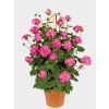 pac antik pink