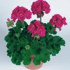 pelargoniumflowerfairyberry