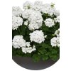 Pelargonium Two in One White 101 480x720
