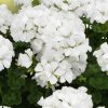 Pelargonium TwoInOne White 89743 1