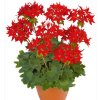 Muškát Fireworks Scarlet SP1306