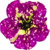 Petunia grandiflora Dolly Dots Supernova 37722 2