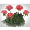 vyr 798519 Pelargonium zonale Mosa
