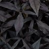 Ipomoea-Ipomea Solar Power Black PS0103