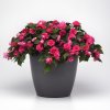 Impatiens Glimmer Hot Pink 0014360 3 83913