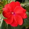 impatiens sunpatiens compact red bloom