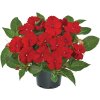 Impatiens New Guinea SunPatiens® Compact Red©Florensis 1