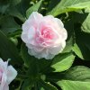 a impatiens glimmerappleblossom pennstatetrials