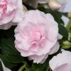 Impatiens Glimmer Appleblossom 0014357 2 68024