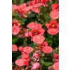 14007548 Diascia barberae Juliet Orange
