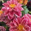 dahlia dahlietta paula dahlietta series syn dahlia dahlietta surprise paula