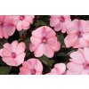 Impatiens New Guinea SunPatiens Compact Blush Pink 19868 2